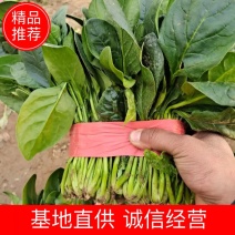 精品大棚菠菜露天菠菜大量上市实力代办一手货源基地直发