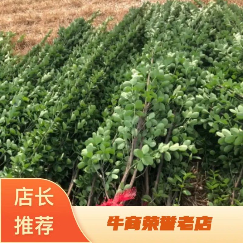 北海道黄杨1米到2.5米各种高度小苗都有