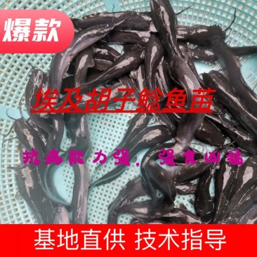 埃及塘虱苗革胡子鲶鱼苗埃及胡子鲶鱼支持全国快递空