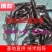 埃及塘虱苗革胡子鲶鱼苗埃及胡子鲶鱼支持全国快递空