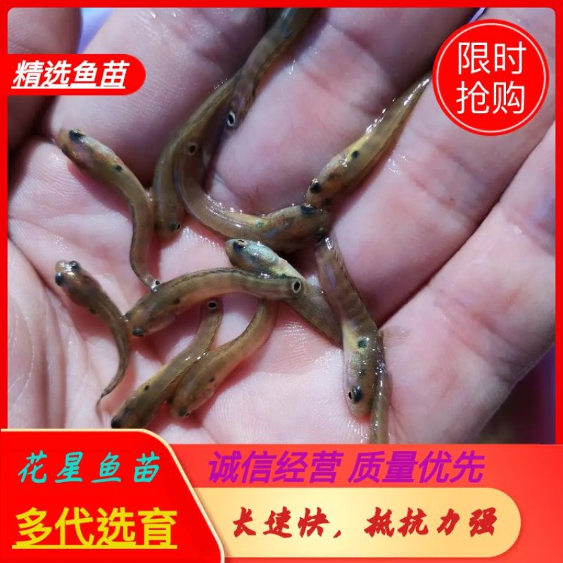 七星鱼苗，花星鱼苗，章公鱼苗2022年新苗上市，欢迎订购