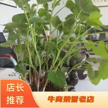 【优选商家】商薯19济薯二五玛莎丽烟薯紫罗兰济薯25商薯
