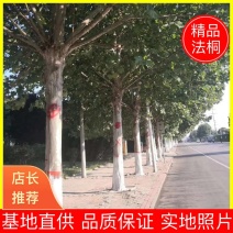 法桐3公分—5公分，品质保证，实地照片欢迎选购