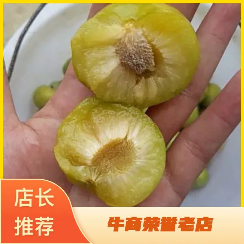 湖南李子苗蜂糖李子苗李子苗一基地规格齐全技术指导
