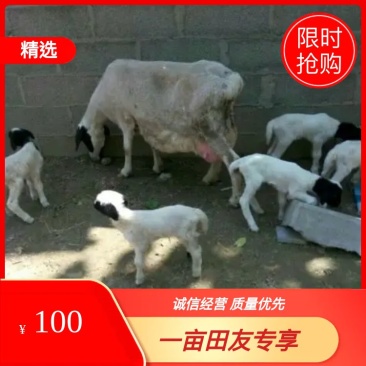 纯种杜泊种羊，多胎杜寒羊，免费提供技术及运输