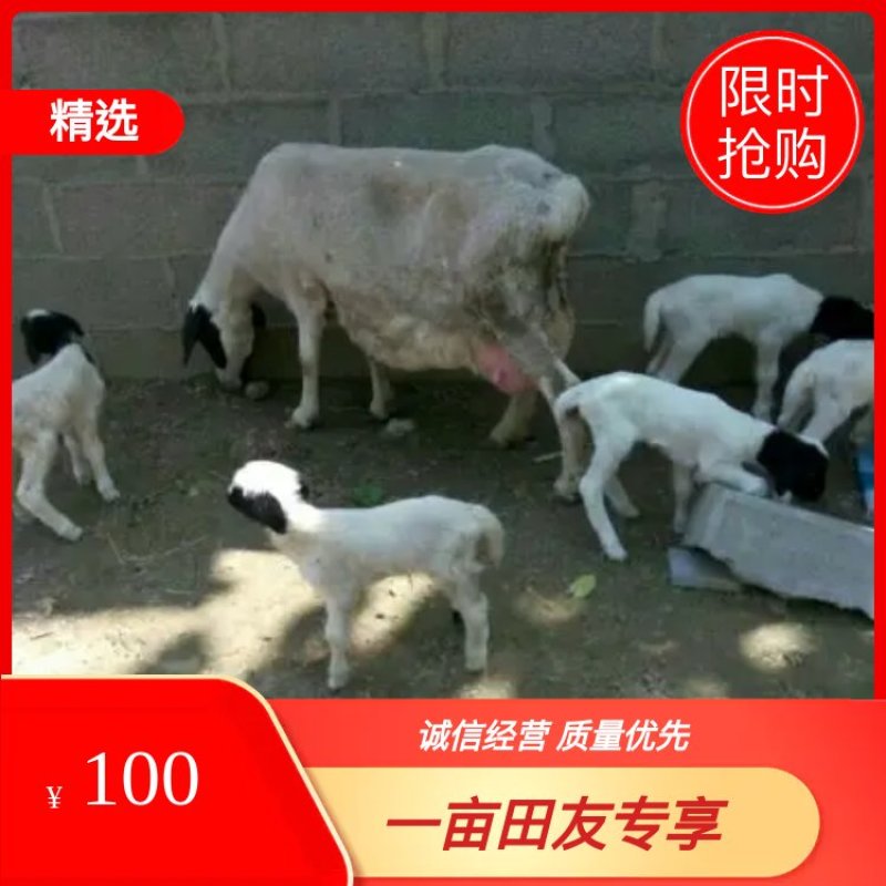 纯种杜泊种羊，多胎杜寒羊，免费提供技术及运输