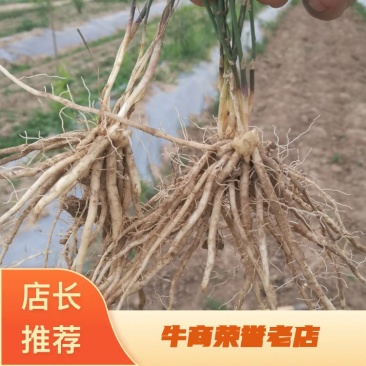 芦笋苗芦笋根绿白芦笋苗育苗基地直销死苗补发视频选一件代发