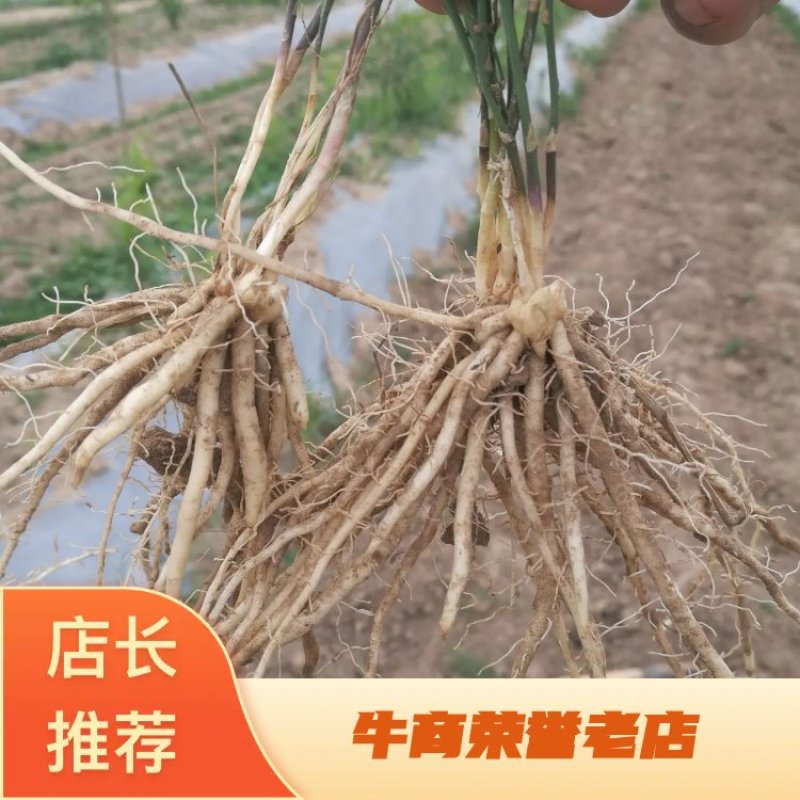 芦笋苗芦笋根绿白芦笋苗育苗基地直销死苗补发视频选一件代发