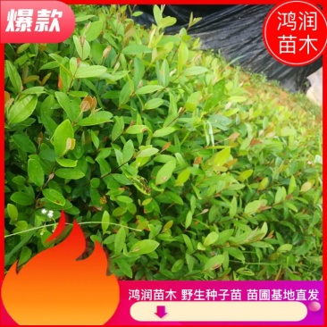 桃金娘金捻子苗野生种子基地址发提供技术指导带土保湿发货成活高