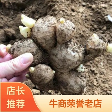 姜种！高产368！提供技术指导！包回收！全国物流发货！
