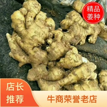 姜种产地直供！质量可靠！提供技术指导！出芽率高！