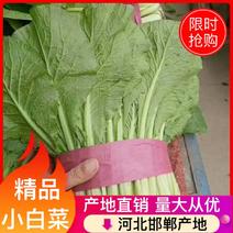 邯郸永年小白菜大量上市产地直销。可视频看货。