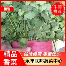 精品推荐永年香菜大量上市可视频看货量大从优高度在