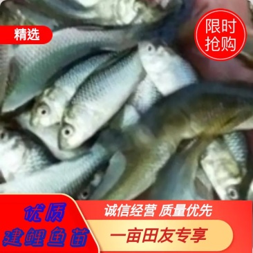 优质鲤鱼苗，建鲤鱼苗，黑鲤鱼苗，2022新苗上市