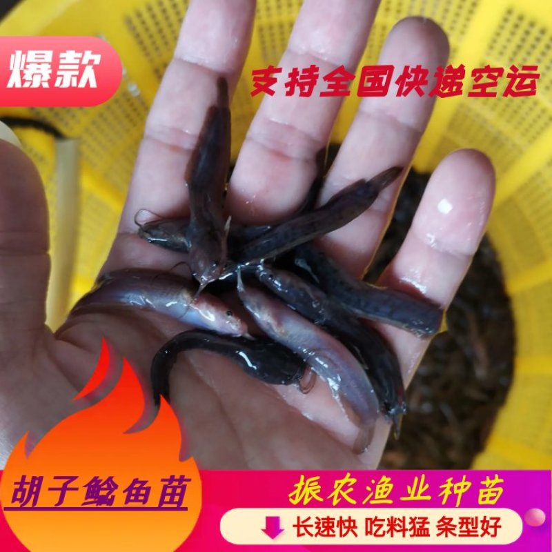 塘角鱼鱼苗三黄快大苗胡子鲶鱼苗支持全国快递空运