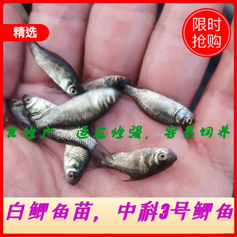 鲫鱼苗，中科3号，中科5号，异育银鲫，2022新苗上市