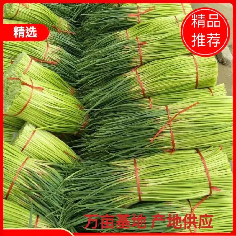 【蒜薹】新鲜红帽蒜薹大量供应，中牟基地诚信代办，欢迎看货