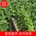 草莓番茄,草莓柿子、草莓果168,情怀柿二号,情怀果~
