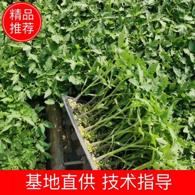 草莓番茄，草莓柿子、草莓果168，情怀柿二号，情怀果～
