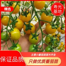 小番茄苗特色口感番茄苗，黄色圣女果口感好育苗基地发货