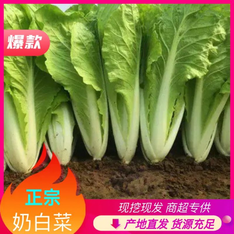 【奶白菜】曹县快菜，对接全国，包装上车一条龙服务现挖现发