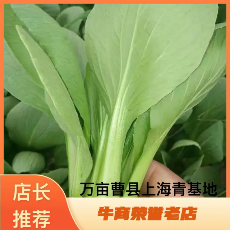 【商家推荐】精品上海青，山东曹县油菜，质量保证，价格低廉