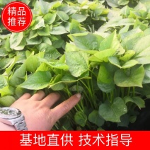 济薯红薯苗烟薯苗红薯苗济薯25商薯19西瓜红苗联系