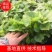 济薯红薯苗烟薯苗红薯苗济薯25商薯19西瓜红苗联系