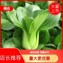 【热卖】正宗曹县油菜，批发上海青，货源稳定，对接商超
