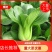【热卖】正宗曹县油菜，批发上海青，货源稳定，对接商超
