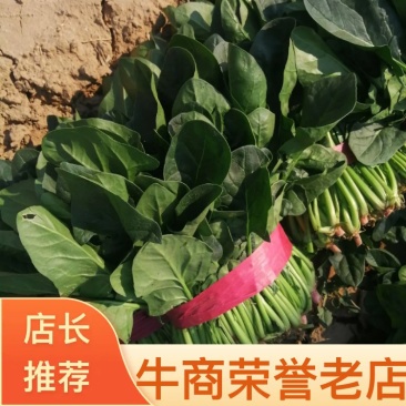 黑叶菠菜大叶菠菜规格齐全质优价廉欢迎来电订购