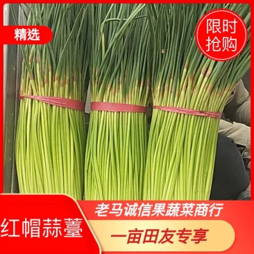 精品红帽蒜薹，干薹，诚信经营，你满意我才有钱挣