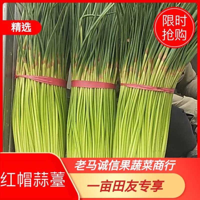 精品红帽蒜薹，干薹，诚信经营，你满意我才有钱挣