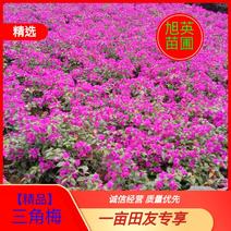 紫色三角梅笼子，品种优良，裸根，带土出售，量大。