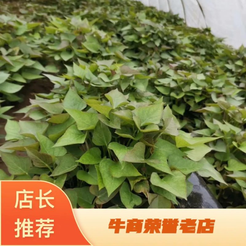优质脱毒商薯19脱毒红薯苗亩产九千，产地直发，一手货源