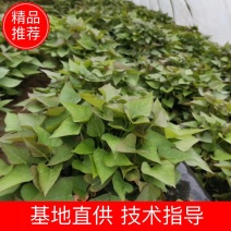 河南优质脱毒原种商薯19红薯苗，一手货源，产地直供
