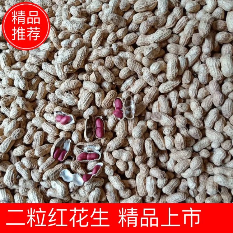 二粒红花生优质精选、颜色鲜红、颗粒包满红花生