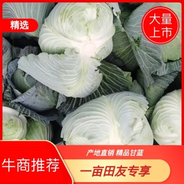 包菜，扁包菜1-2公斤精品懒运输，大量上市，欢迎采购