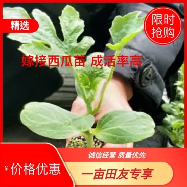 《精品》嫁接西瓜苗成活率高量大优惠全国接单