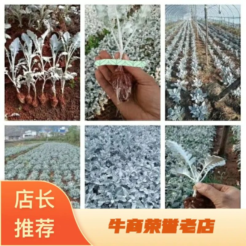 基地银叶菊种苗批发经典配花