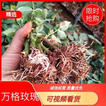 四季玫瑰，大花月季，香水玫瑰，复色等各类玫瑰种苗批发零售