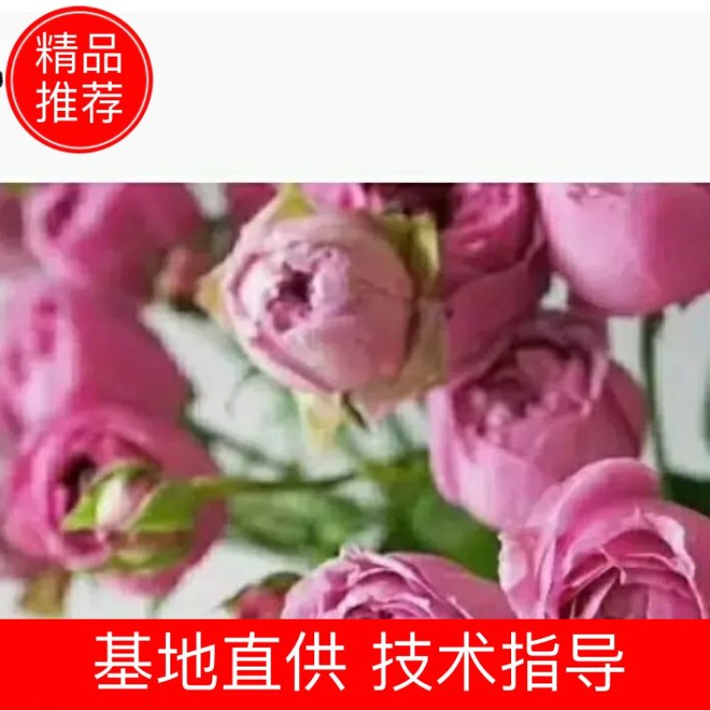 多款紫色系列玫瑰小苗批发零售
