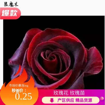 黑魔术玫瑰小苗批发各种玫瑰月季苗批发基地直供包成活