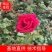 墨红玫瑰苗，裸根苗，机制苗批发