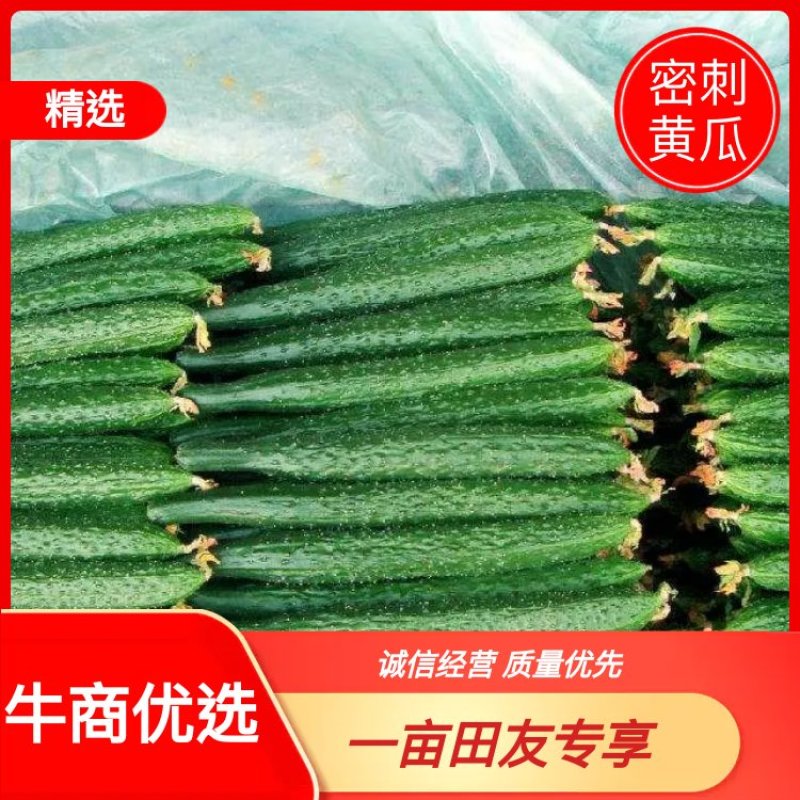 万亩密刺黄瓜基地直发顶花带刺对接商超市场货发全国
