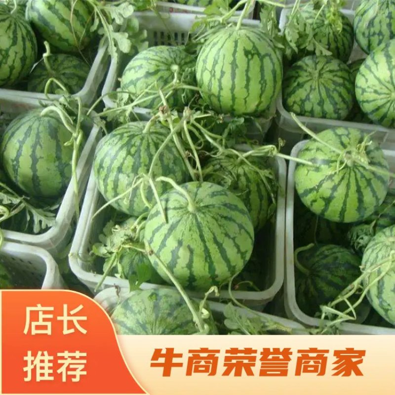 万亩大棚美都瓜大量上市口感蜜甜基地直发质量保证全国