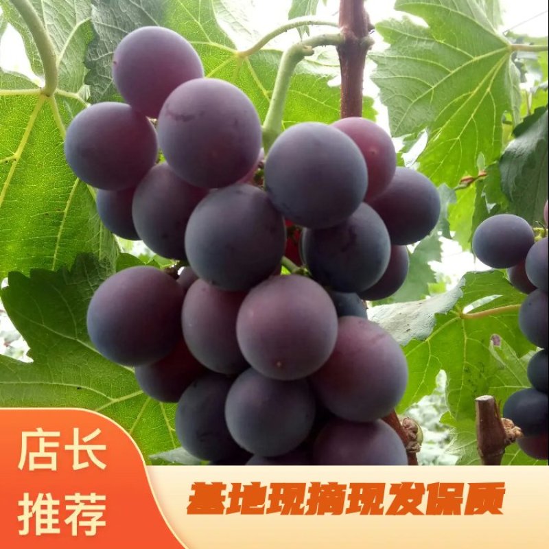 巨峰葡萄（莱西温室富硒葡萄）甜口葡萄，千亩葡萄园