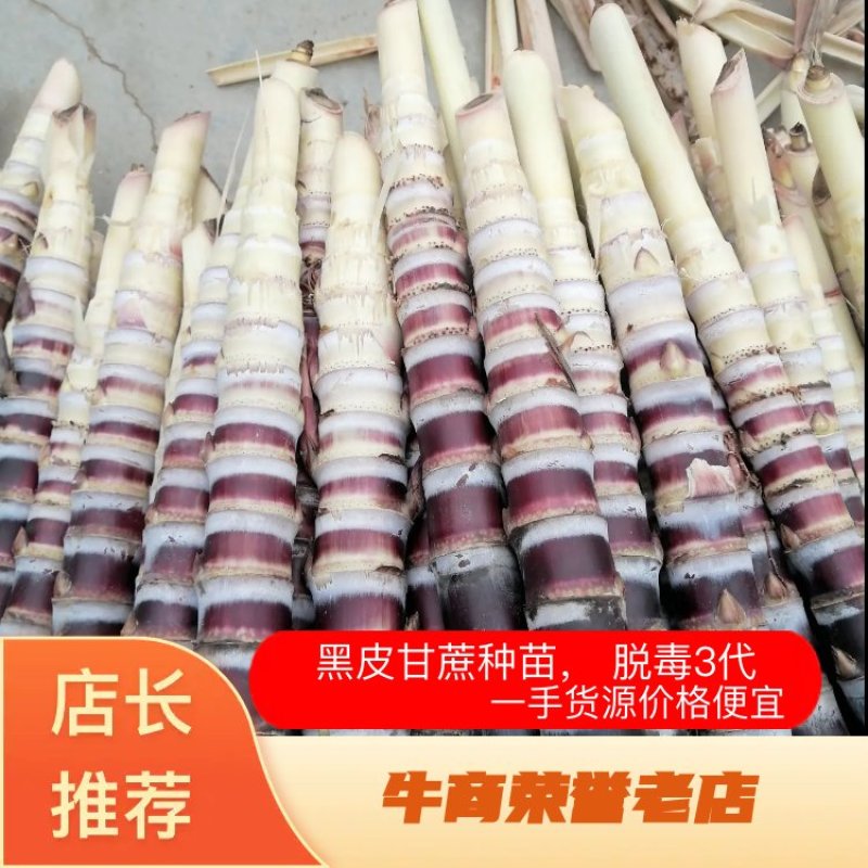黑皮甘蔗种苗，黑甘蔗，甘蔗苗，脱毒3代，一手货源价格便宜