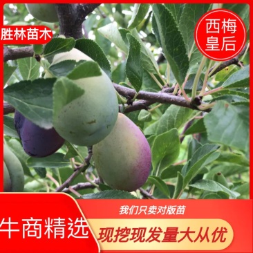 【火爆】西梅苗法兰西西梅苗女神果基地现挖现发