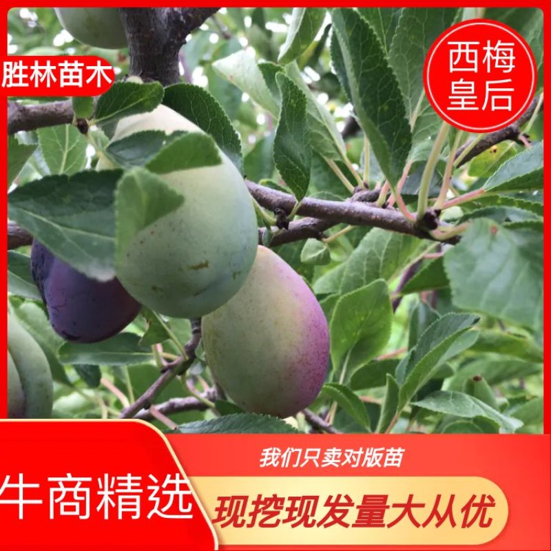 【火爆】西梅苗法兰西西梅苗女神果基地现挖现发